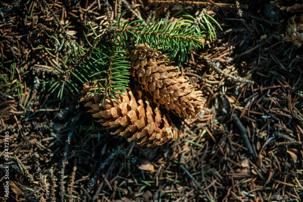 dry pine cones, close view 