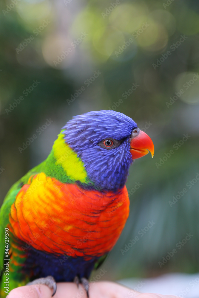 Naklejka premium rainbow lorikeet parrot