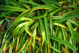 Close up of tropical plant