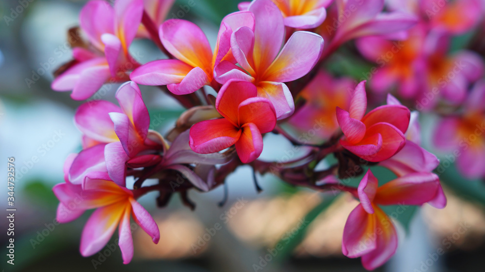 A Picture of Red Frangipani Flower A Picture of Red Frangipani Flower
