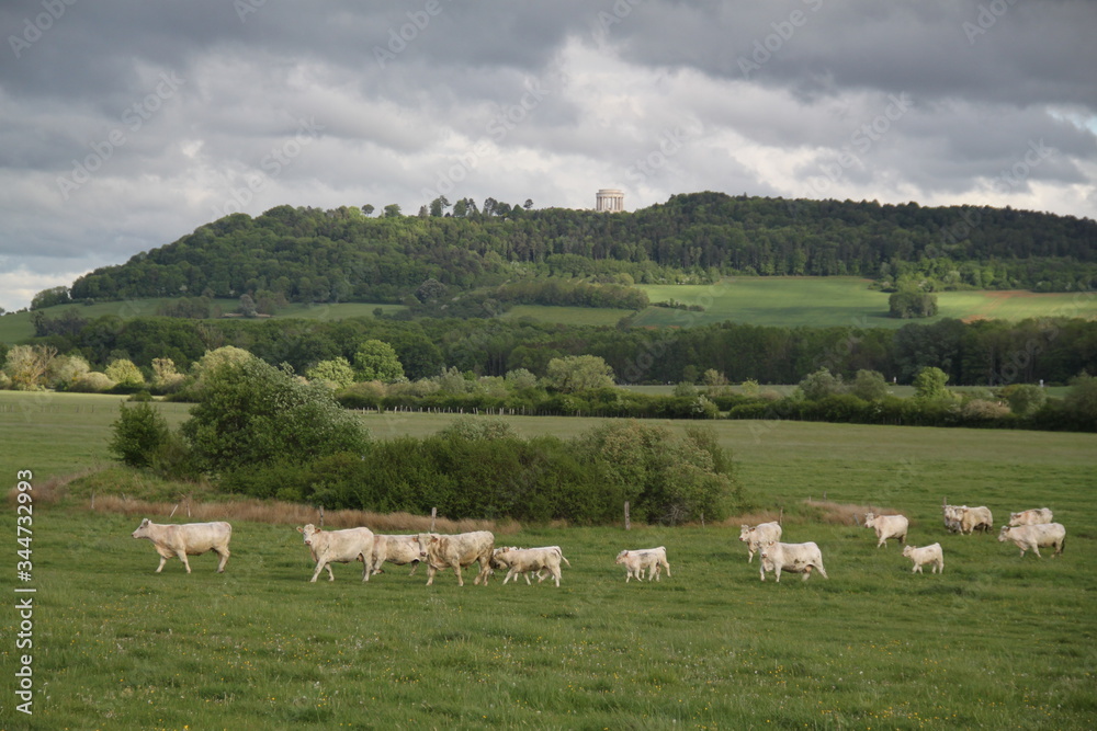 Charolais domestic beef cattle herd	
