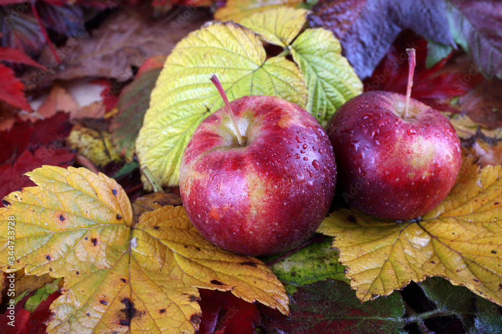 Apples on autumn leaves Apples on autumn leaves