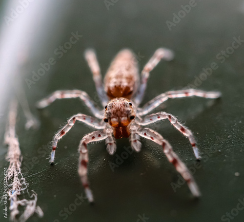 Hairy Spider with big eyes and fangs found in a back yard of my house Sydney Australia 