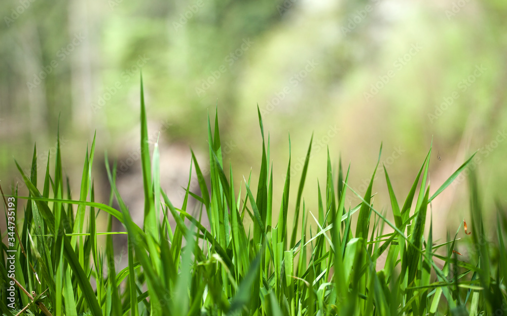 Bright fresh green grass bakground. Ecology summer nature wallpaper concept Bright fresh green grass bakground. Ecology summer nature wallpaper concept