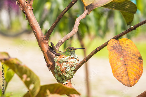 bird