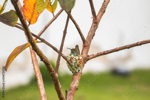 branch of a birch