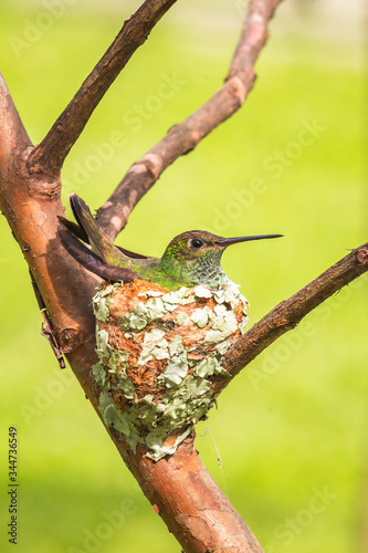 hummingbird on a tree