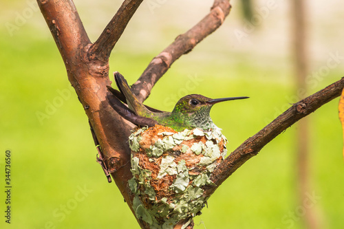 hummingbird on a tree