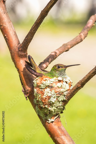 bird on a branch