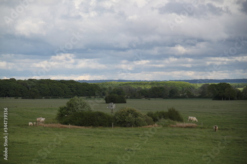 Eolienne hélice pour puiser de l'eau dans une prairie pour les vaches