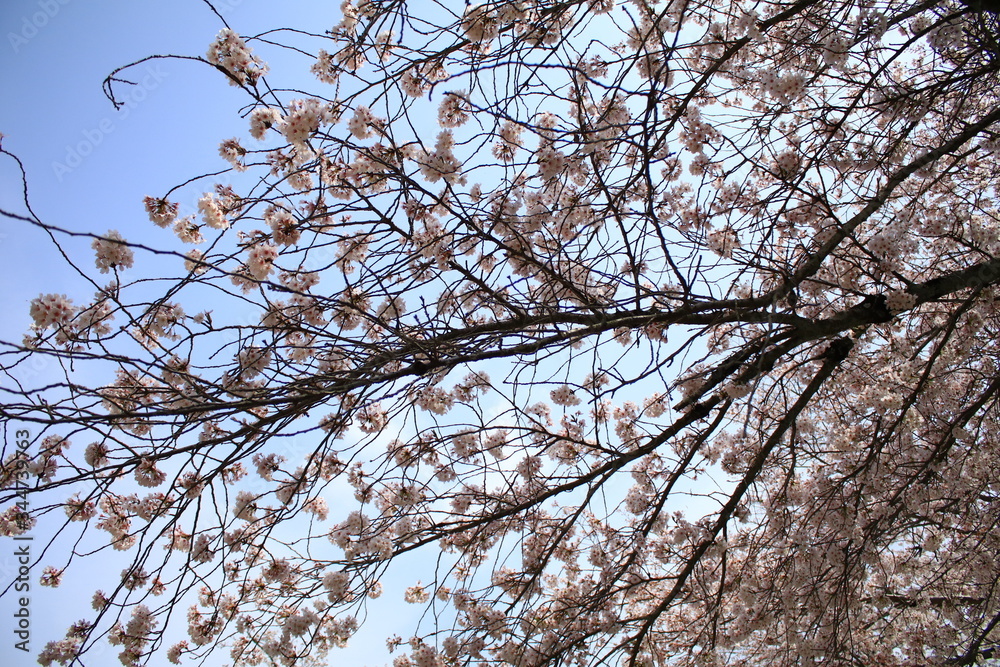 Fototapeta premium 桜の枝