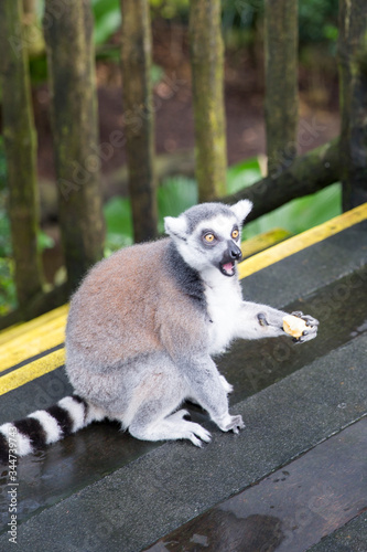Ring Tailed Lemur eating fruit