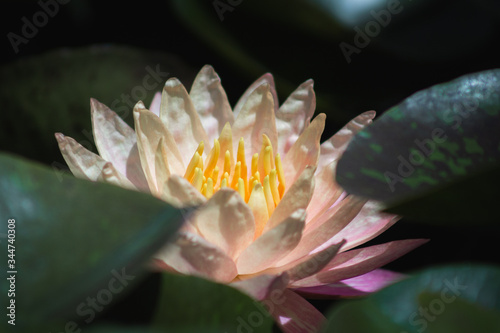 nymphaea 