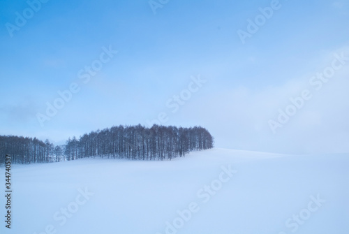 Foto 雪原の森