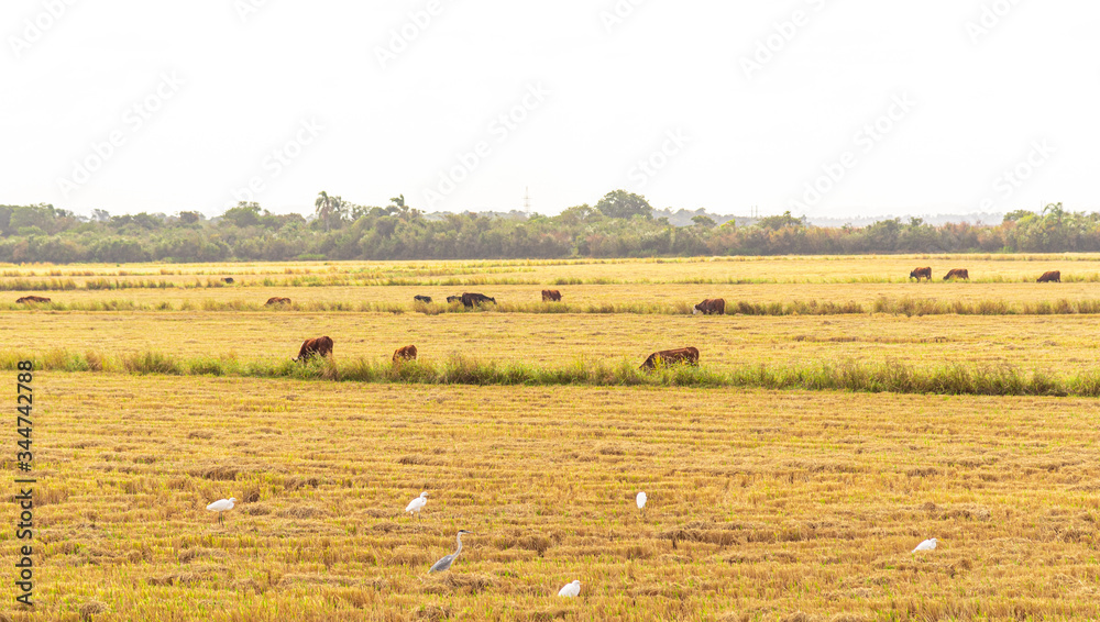 Oxen and cows grazing in newly harvested rice production field