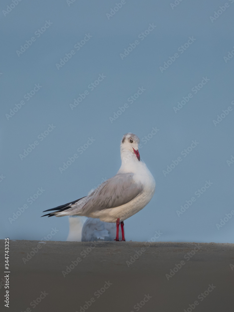 Brown Headed Gull, walking in the sea shore in gentle warm light.It is migratory, wintering on the coasts and large inland lakes of the Indian Subcontinent. Brown Headed Gull, walking in the sea shore in gentle warm light.It is migratory, wintering on the coasts and large inland lakes of the Indian Subcontinent.