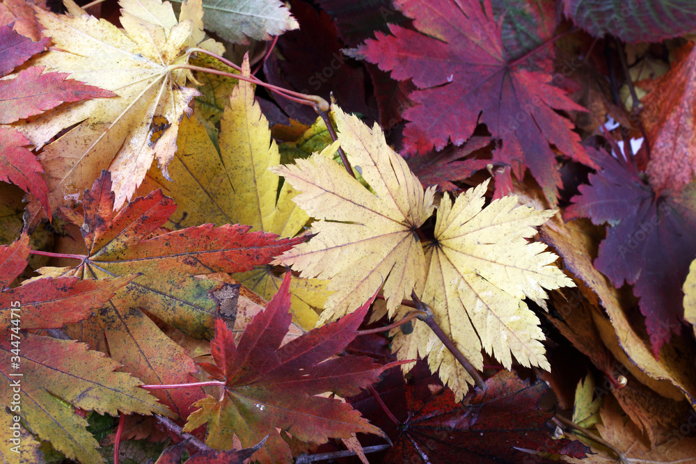 Autumn leaves background Autumn leaves background