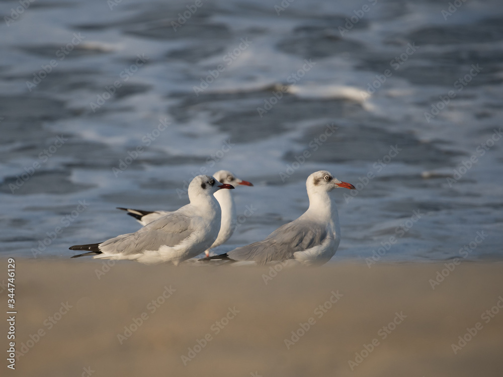 Group of Brown Headed Gull In sea shore with warm light and beautiful ambiance of waves.It is migratory, wintering on the coasts and large inland lakes of the Indian Subcontinent Group of Brown Headed Gull In sea shore with warm light and beautiful ambiance of waves.It is migratory, wintering on the coasts and large inland lakes of the Indian Subcontinent