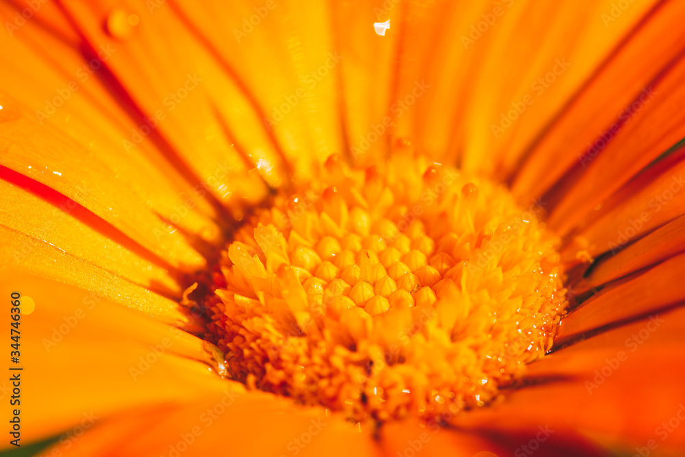 bright orange marigold flowers strewn with drops of morning dew. Extreme closeup Selective focus macro shot with shallow DOF bright orange marigold flowers strewn with drops of morning dew. Extreme closeup Selective focus macro shot with shallow DOF