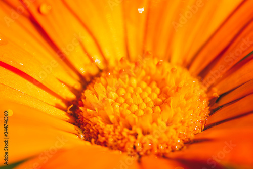 bright orange marigold flowers strewn with drops of morning dew. Extreme closeup Selective focus macro shot with shallow DOF