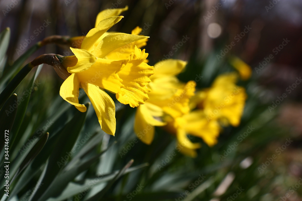 A large number of bright yellow narcissuses in beams of the morning spring sun. A large number of bright yellow narcissuses in beams of the morning spring sun.