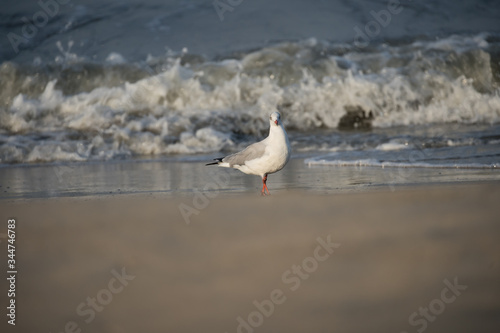 Obraz na płótnie Brown Headed Gull, walking in the sea shore in gentle warm light.It is migratory, wintering on the coasts and large inland lakes of the Indian Subcontinent. w salonie