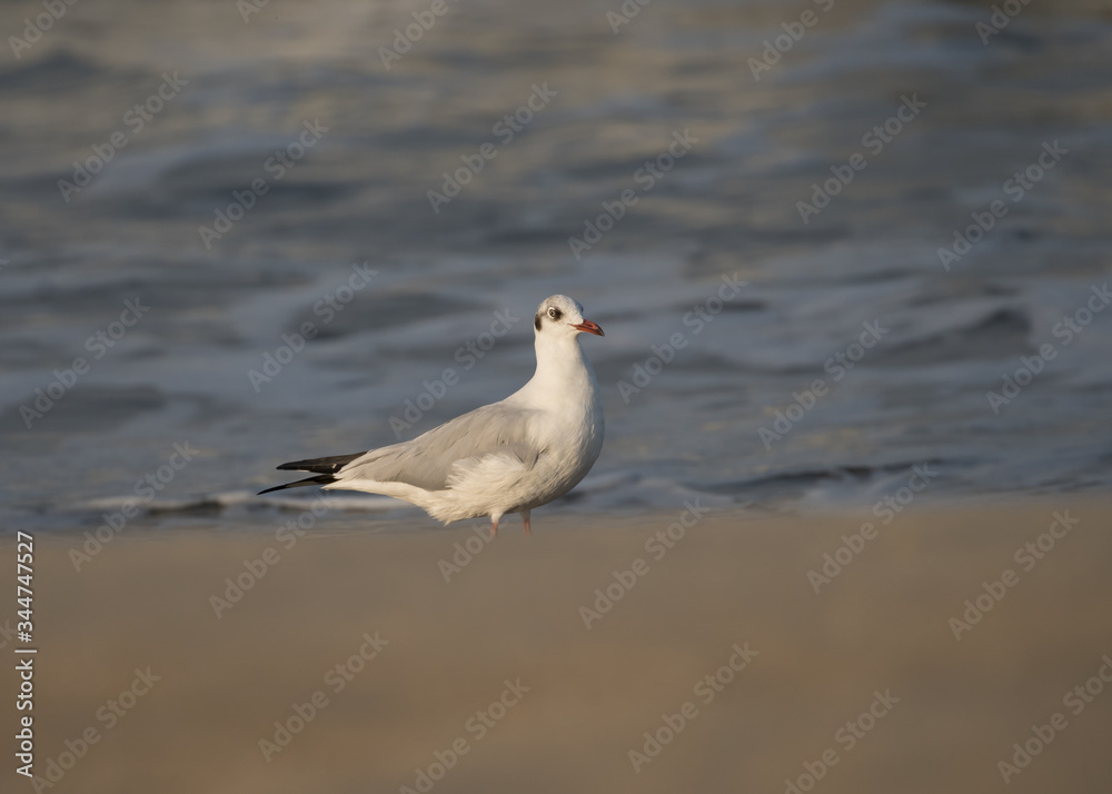 Brown Headed Gull, walking in the sea shore in gentle warm light.It is migratory, wintering on the coasts and large inland lakes of the Indian Subcontinent. Brown Headed Gull, walking in the sea shore in gentle warm light.It is migratory, wintering on the coasts and large inland lakes of the Indian Subcontinent.