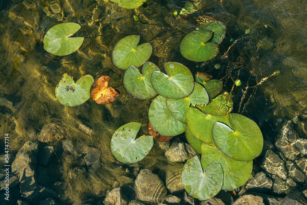 unblown White water lily surrounded by beautiful broad leaves illuminated by the bright spring sun. Top view unblown White water lily surrounded by beautiful broad leaves illuminated by the bright spring sun. Top view