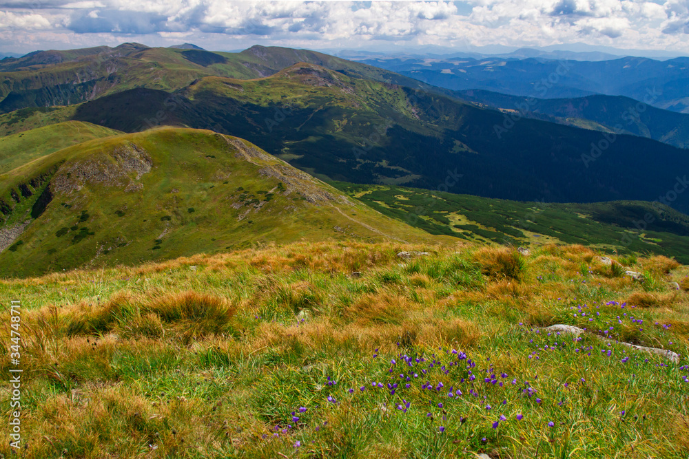 Fototapeta premium Blooming purple flowers on a mountainside. Violet flowers in the grass among the rocks on meadow. Mountain ranges and glades overgrown with forest in the background. Summer mountain landscape
