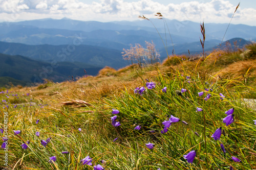 Blooming purple flowers on a mountainside. Violet flowers in the grass among the rocks on the hillside of an alpine meadow. Mountain ranges in the haze in the background. Summer mountain landscape