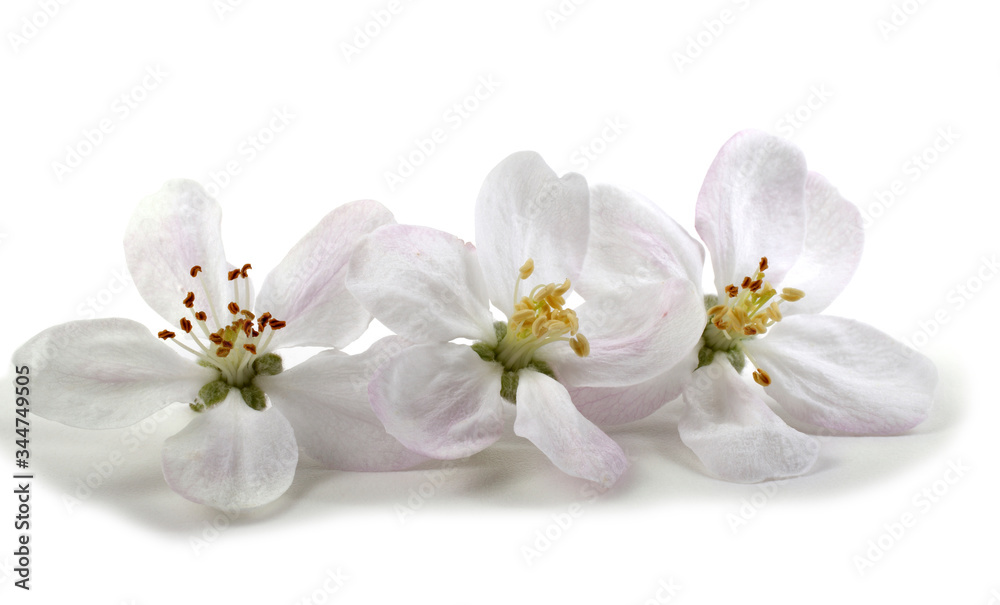 Apple flowers isolated on white background