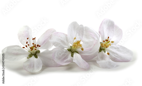 Apple flowers isolated on white background