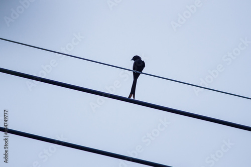 Silhouette Birds set on electric lines
