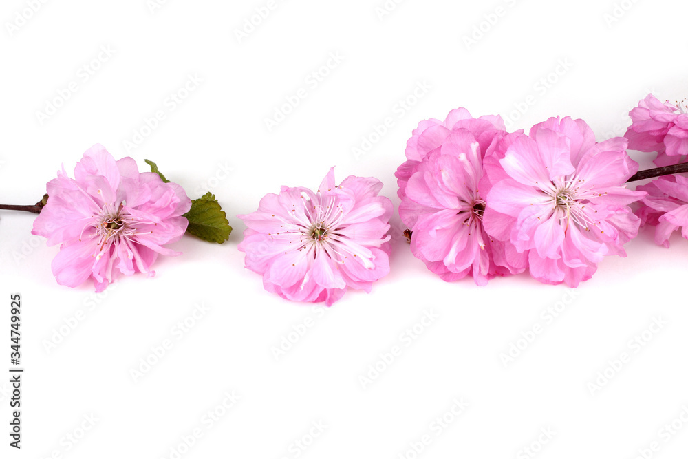 Fototapeta premium Cherry flowers isolated on white background. Sakura