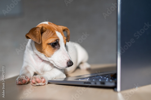 The thoroughbred dog lies on a desktop. Sad shorthair puppy Jack Russell Terrier works at a laptop. © Михаил Решетников