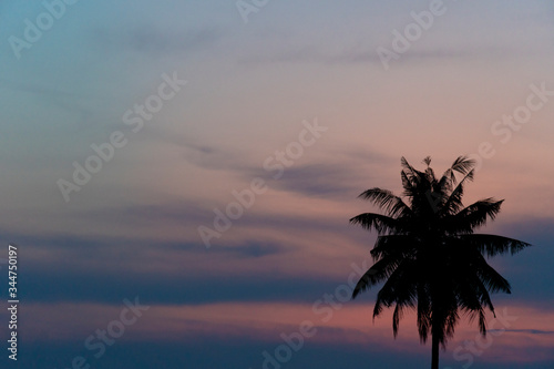 Abstract silhouette of coconut tree under evening sky purple pink.