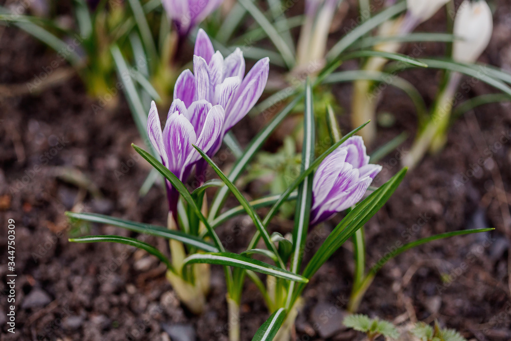 Group of purple crocus longiflorus flowers in spring garden Group of purple crocus longiflorus flowers in spring garden