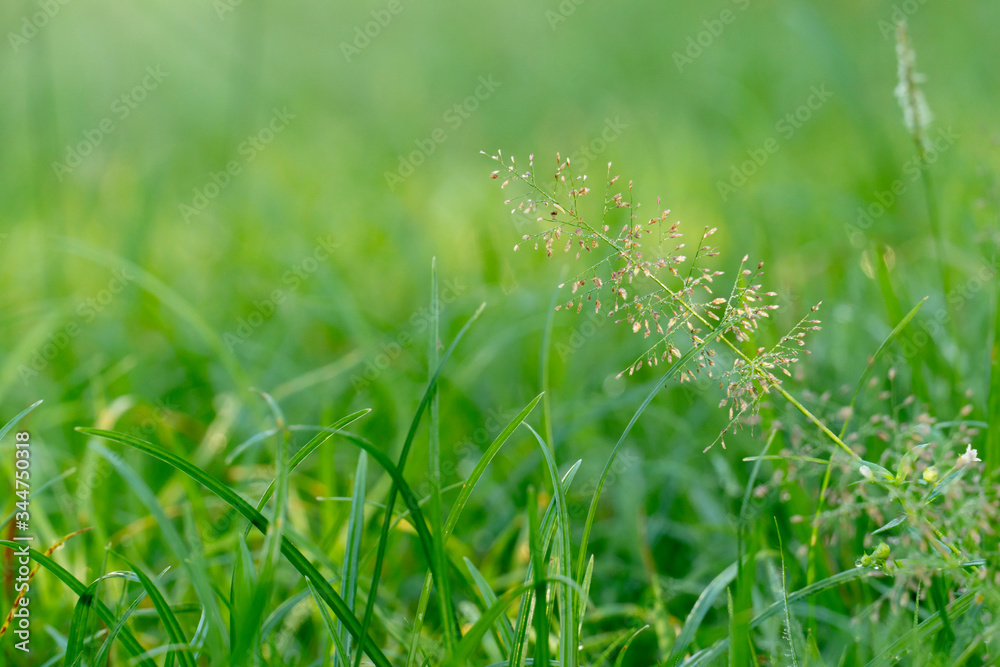 Apstract and blurred of Grass flower in the green fields.
