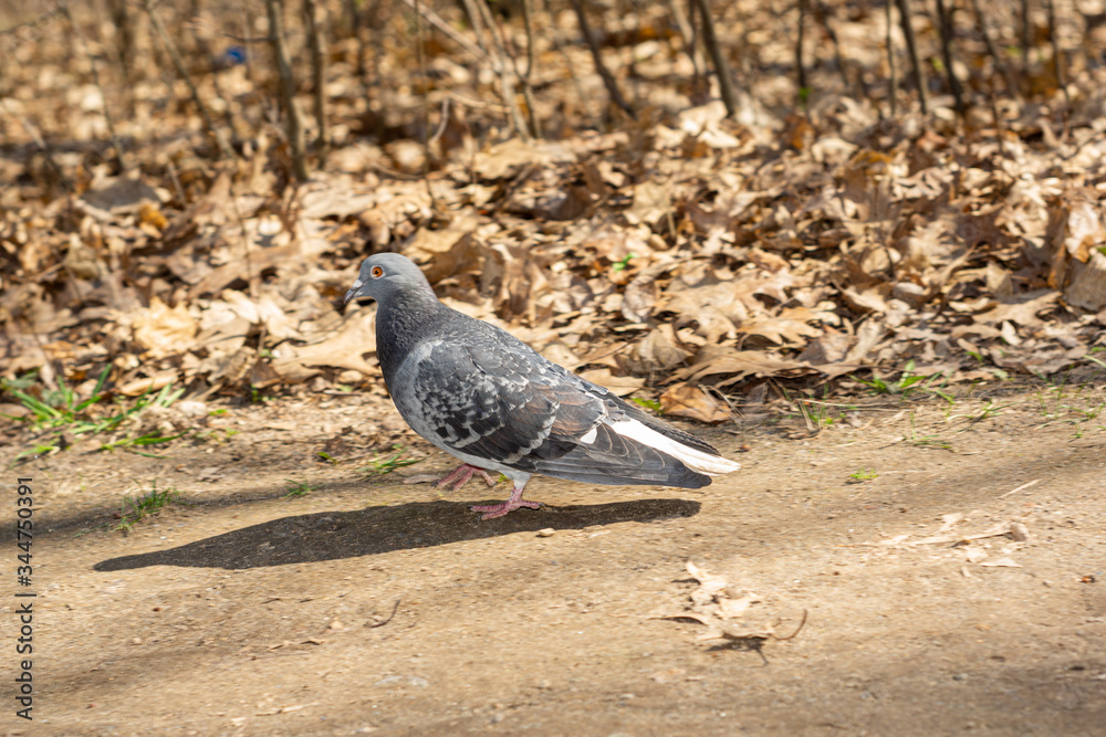Pigeon walking on the road on the background of fallen leaves Pigeon walking on the road on the background of fallen leaves