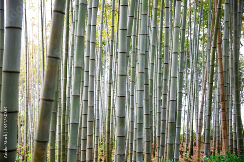 Bamboo forest in Japanese garden
