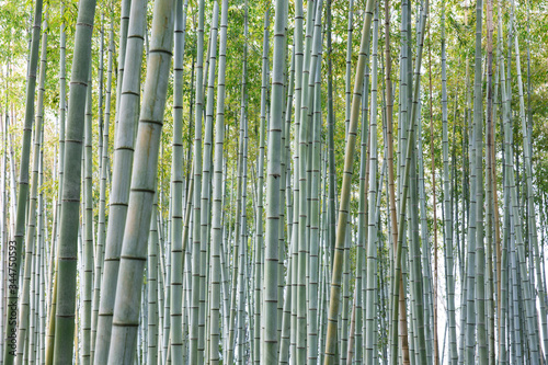 Fototapeta Naklejka Na Ścianę i Meble -  Bamboo forest in Japanese garden