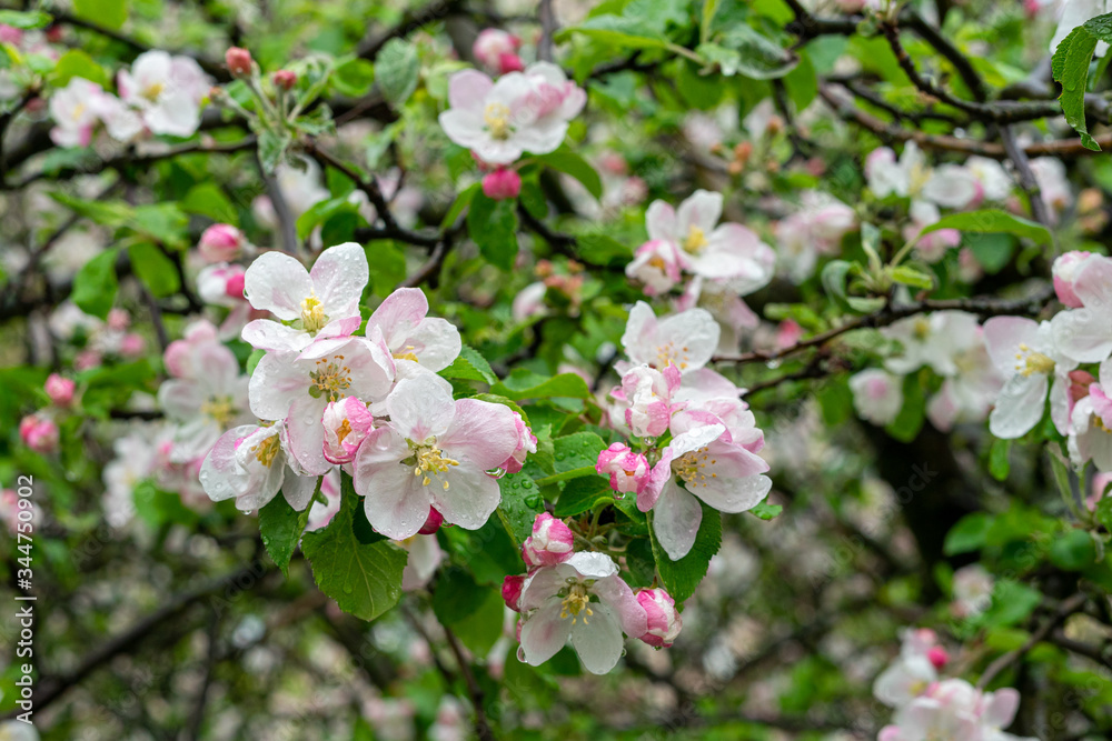 Bright white pink blossom of apple trees after rain Bright white pink blossom of apple trees after rain