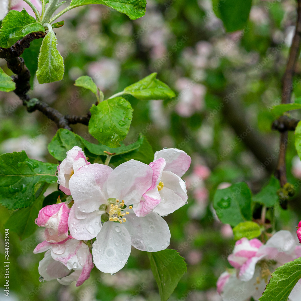 Bright white pink blossom of apple trees after rain Bright white pink blossom of apple trees after rain