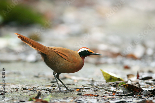 Rail-babbler or Malaysian rail-babbler, low angle view, side shot, foraging on the dry ground in the afternoon, in tropical rainforest of the national park, southern Thailand. photo