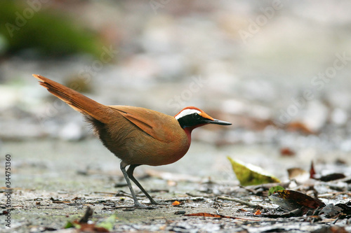 Rail-babbler or Malaysian rail-babbler, low angle view, side shot, foraging on the dry ground in the afternoon, in tropical rainforest of the national park, southern Thailand.