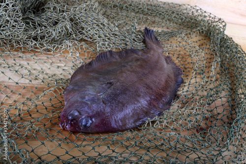 Flathead flounder on net