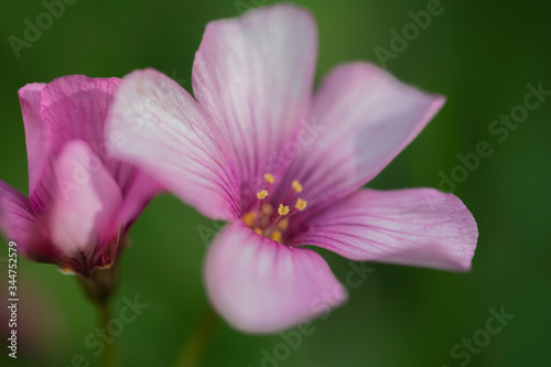 Close-up of Pink Sorrel flower in the grass