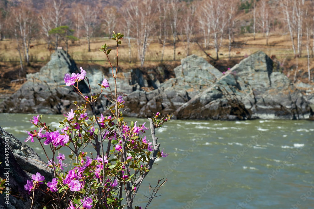 Rhododendron dauricum bushes with flowers (popular names bagulnik, maralnik) with altai river Katun and mountains on background. Rhododendron dauricum bushes with flowers (popular names bagulnik, maralnik) with altai river Katun and mountains on background.