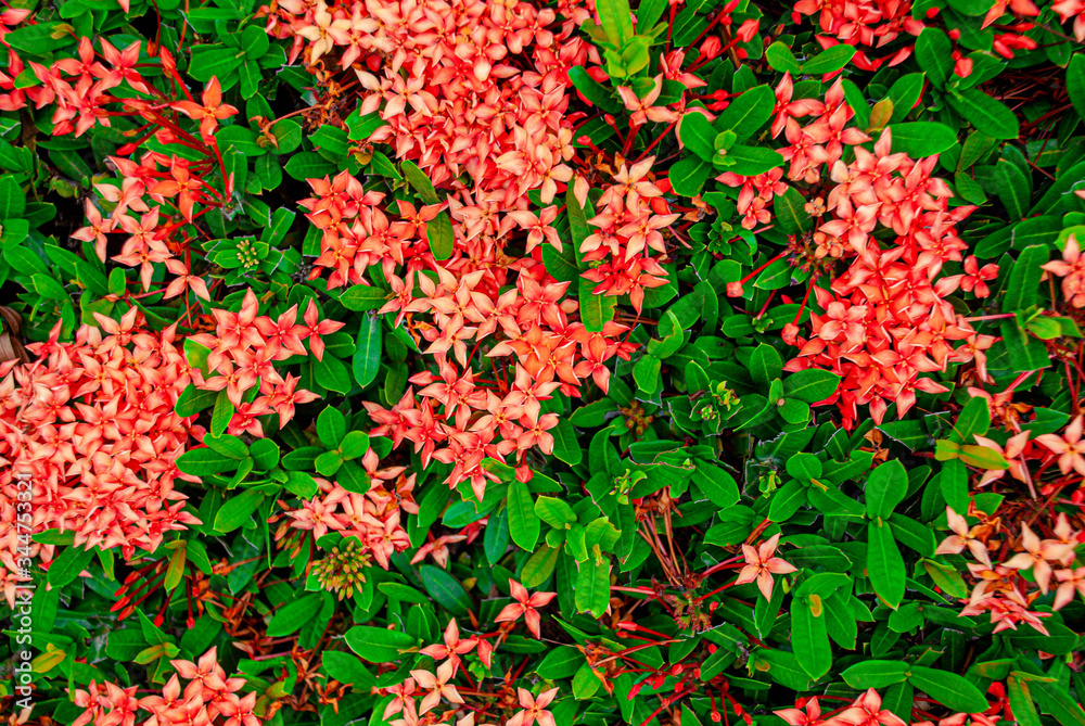 The needle flower a beautiful red flower , A needle flower in garden background The needle flower a beautiful red flower , A needle flower in garden background