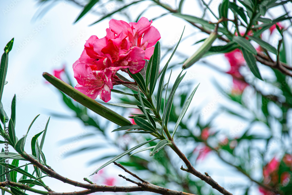 The garden with blooming plant oleander. Close up soft pink sweet oleander flower or rose bay